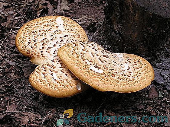 Mushroom Trough: odmiany i korzystne właściwości