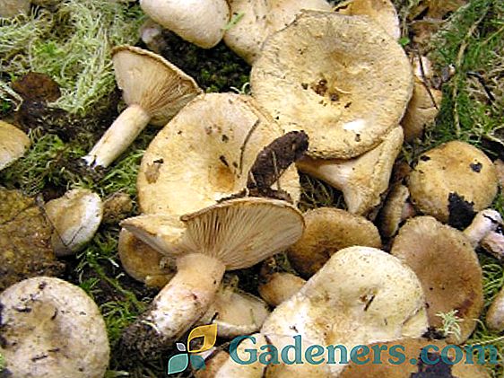 Treska houba: popis, užitečné vlastnosti, možnosti vaření