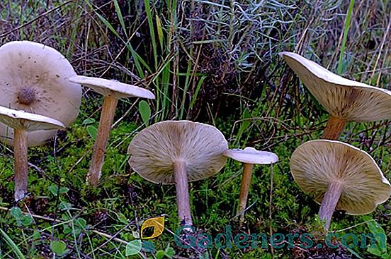 Гигурофоре из печурака: сорте, места и правила сакупљања