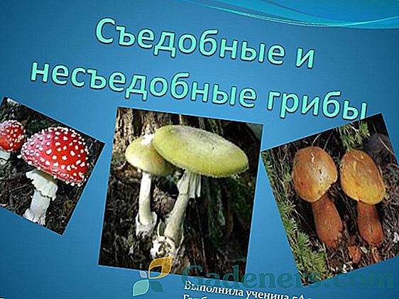 Печурке у августу: јестиве и неуживе врсте