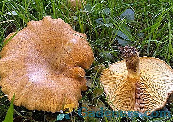 Печурке печурака: сорте и ефекти на људско тело