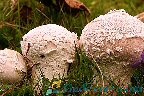 Gljive oblažu: sorte, ljekovita svojstva i recepte za kuhanje