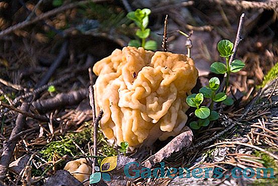 Šivanje gljiva: opis i značajke kuhanja