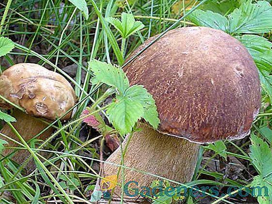 Myceliální houby: co potřebujete vědět o myceliu