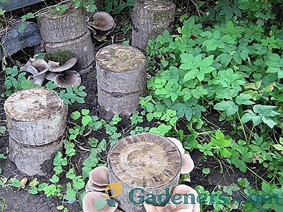 Печурке од острига: корисне особине и правила употребе