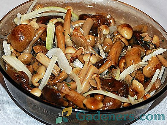 Уљане печурке: сорте и методе бербе