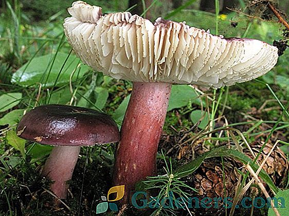 Пале тоадстоол: како разликовати од сличних јестивих печурака