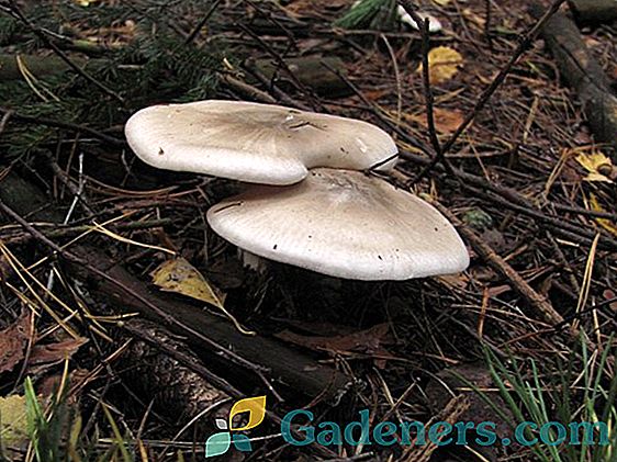 Фіолетові гриби: опис найвідоміших видів