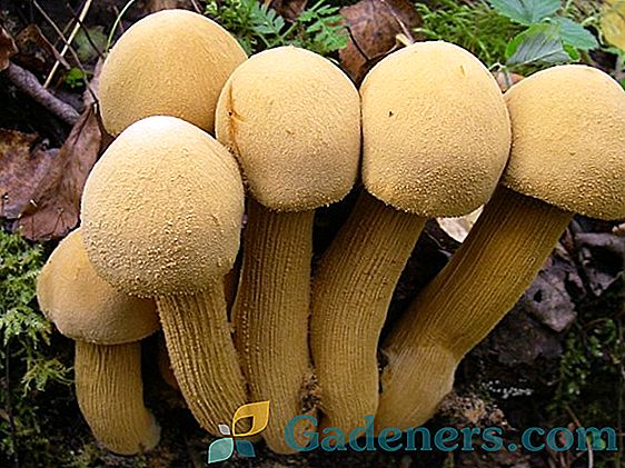 Печурке у Русији: јестива и отровна гљива Волгоградске регије