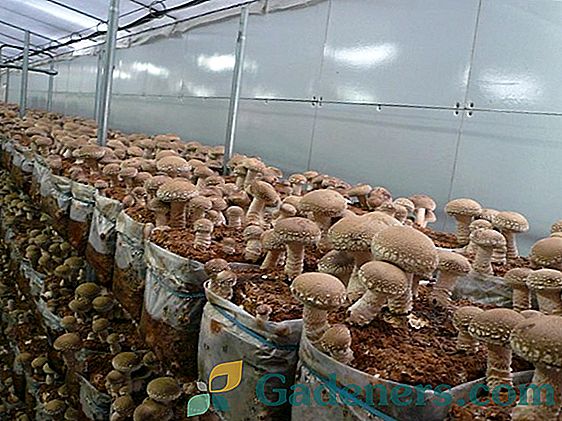 Shiitake houba: biologický popis a léčivé vlastnosti