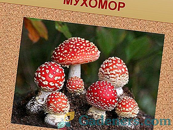 Найпоширеніші їстівні гриби
