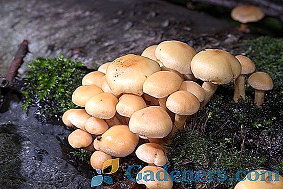 Nejvíce jedovaté houby Ruska a Ukrajiny