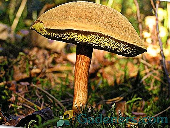 Трубчасті гриби: характеристика видів і відмінності від пластинчастих