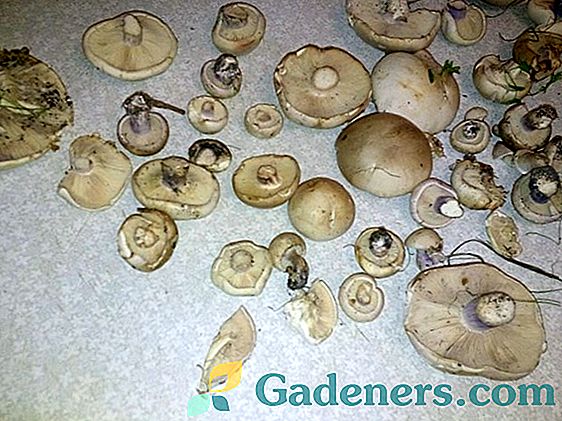 Рядовками ліловоногіе: особливості гриба і відмінності від подібних видів