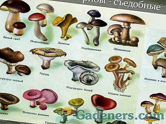 Jaké jedlé houby rostou v regionu Lugansk