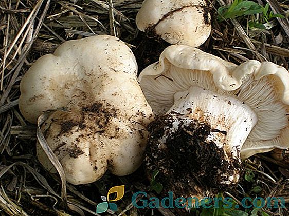Kde najdeme houbový hnoje a s tím, co se jedí