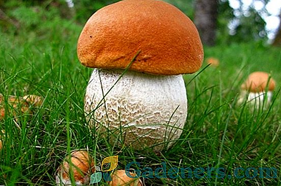 Bijela gljiva: glavni tipovi i mjesta zbirke