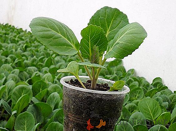 Вирощування розсади капусти в домашніх умовах
