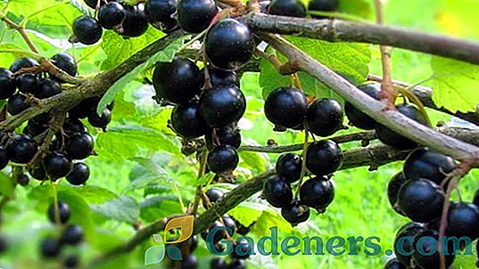 Как да се отървете от боровинка на френско грозде: съвети от опитни градинари