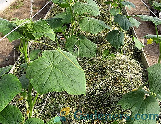 Методи за борба с паяк акари върху краставици в оранжерия