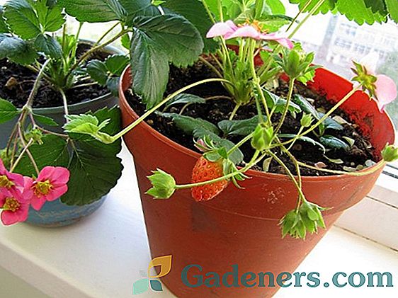 Ampelic strawberries: zalecenia dotyczące sadzenia i pielęgnacji