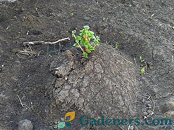 Czarna porzeczka jesienią: zasady sadzenia i pielęgnacji