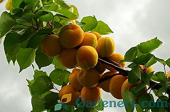 Вирощування абрикоса в середній смузі Росії