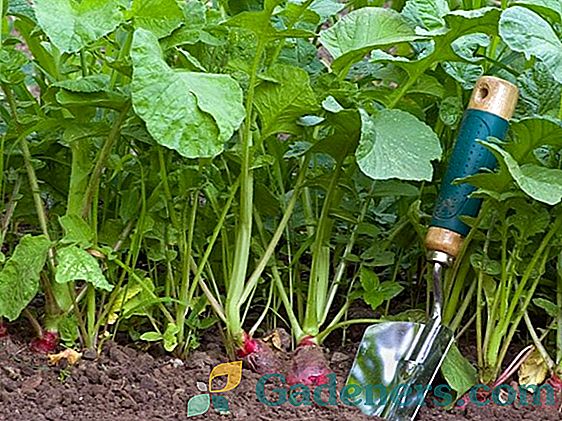 Rosnące rzodkiewki w szklarni: wybór odmiany, sadzenie i pielęgnacja