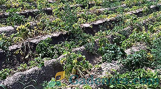 Efektīva kartupeļu aizsardzība no Colorado kartupeļu vaboles