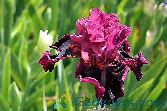 Značajke skrbi za irise u jesen