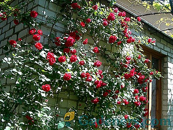 Vlastnosti výsadby lezenie ruže na jar v otvorenom teréne