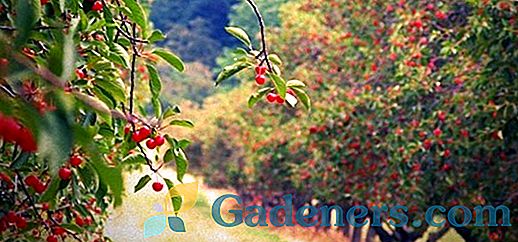 Карактеристике садње воћа у јесен