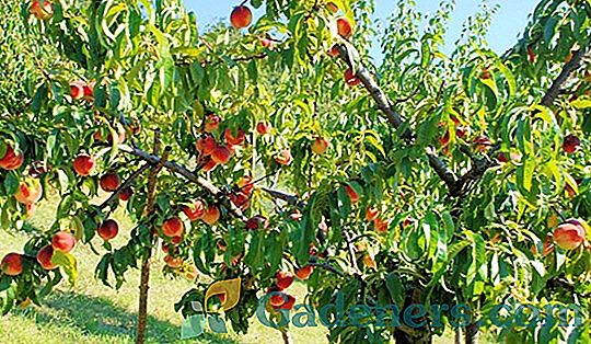 Apkirptų persikų medžių savybės
