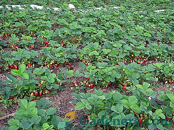 Osobitosti rastućih jagoda u Sibiru