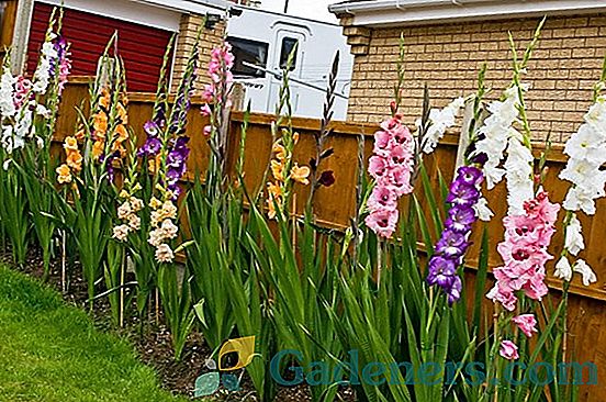 Augantys gladioliai namuose