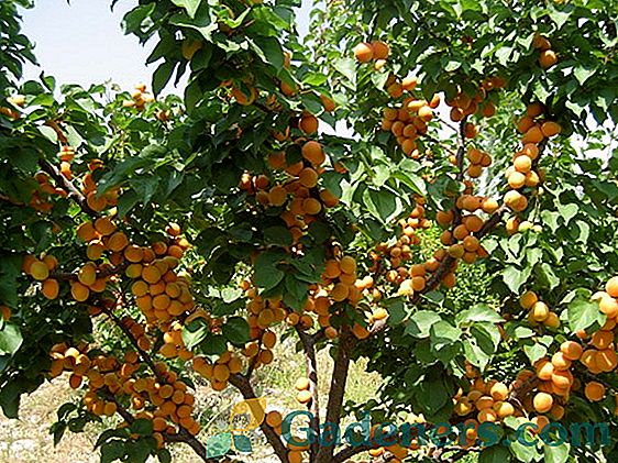 Вирощування абрикосів в Білорусі: від вибору сорту до агротехніки