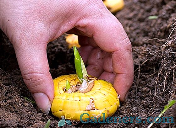 Kako pravilno gojiti gladioli