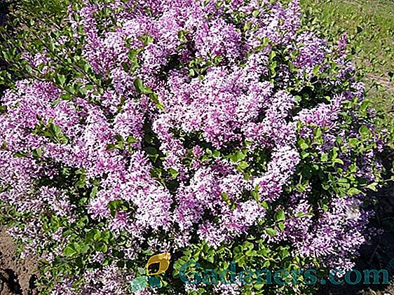 Lilacs u jesen: značajke njege i reprodukcije