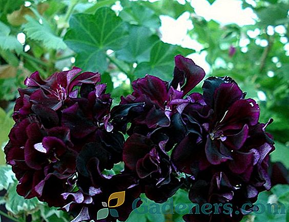 Dziewiczy Winogrona: sposoby sadzenia głównych gatunków