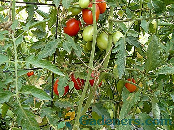 Pasynkovanie pomidorai: padidinti derlių
