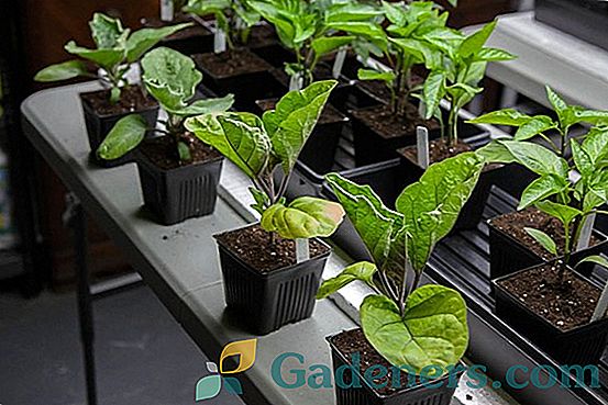 Wytrawianie sadzonek bakłażana: technologia i późniejsza pielęgnacja