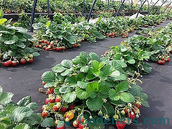 Засаждане на ягоди през есента: времето и начините