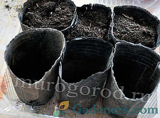 Підготовка насіння кабачка до посадки