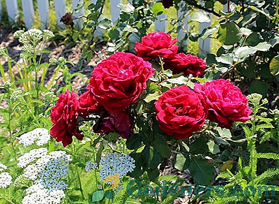Ruže u Moskvi regiji: sklonište za zimu, najbolje sorte i osobitosti uzgoja