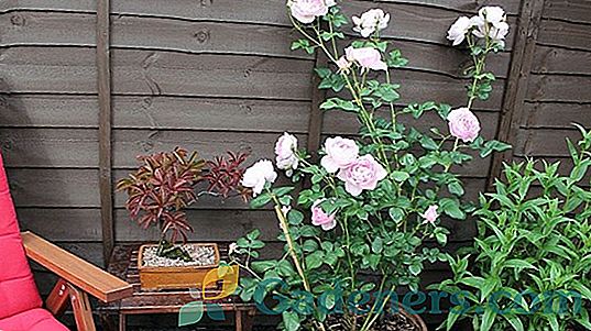 Roshenkovanie róż: metody zbioru i przechowywania sadzonek