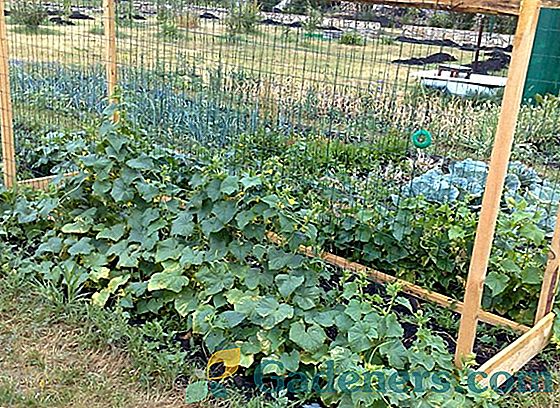 Balkono auginimo agurkai taisyklės ir paslaptys