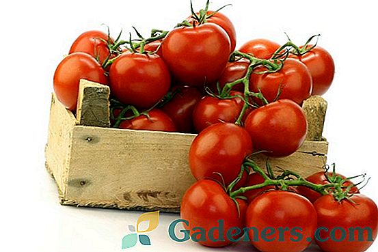 Tajne uzgoja rajčice iz iskusnog ljetnog stanovnika