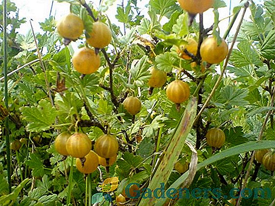 Truskawka jesienią: cechy sadzenia i pielęgnacji