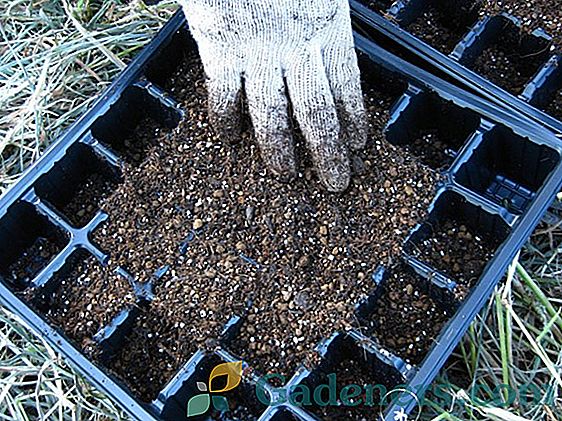 Augalinės kopūstų sėklos namuose technologija