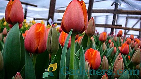 Tehnologija sajenja tulipanov za zimo: